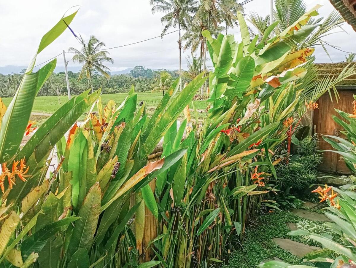 Nyoman Sandat House 1 Ubud Exterior foto